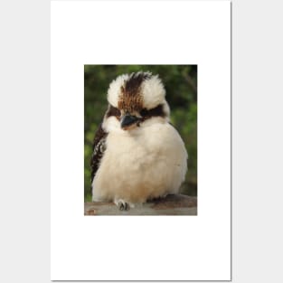 Kookaburra Posters and Art